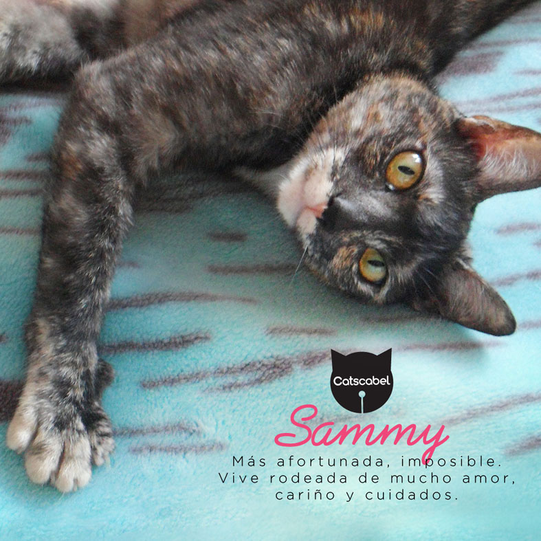 Sammy Blog
