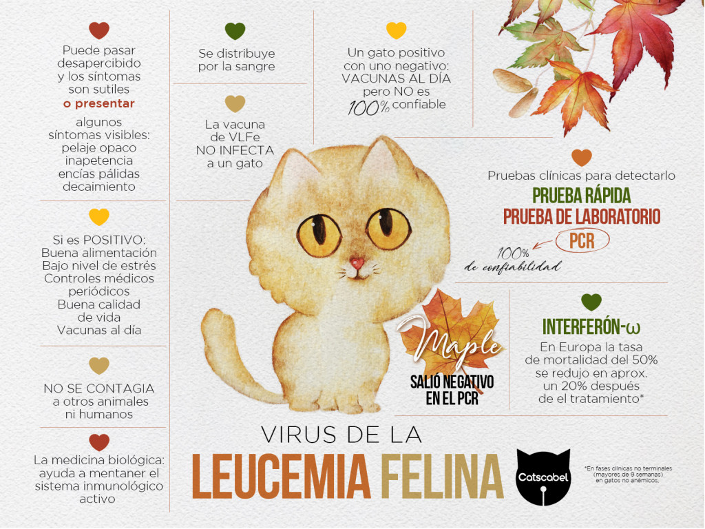 El Virus de Leucemia Felina (VLFe) - Catscabel Una causa educativa a