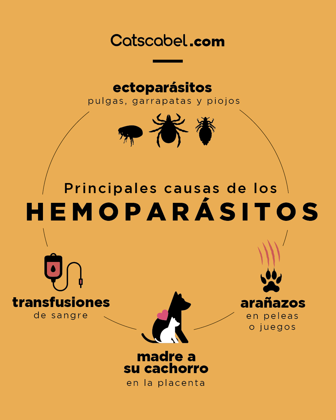 hemoparásitos en animales