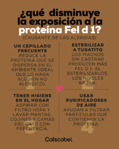 gatos hipoalergénicos 2