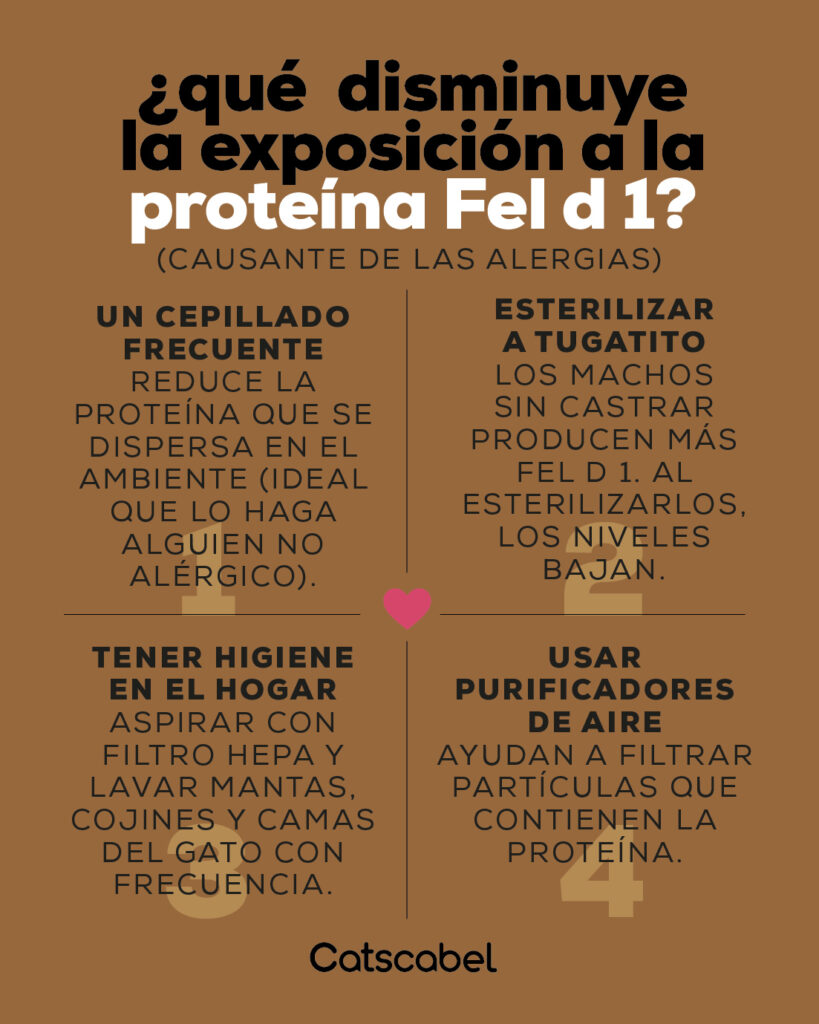 gatos hipoalergénicos 2