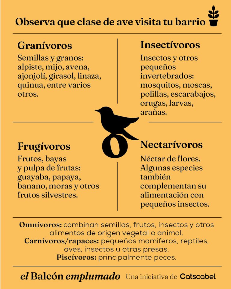 ALIMENTACION AVES ARTICULO EL BALCON EMPLUMADO Catscabel 02