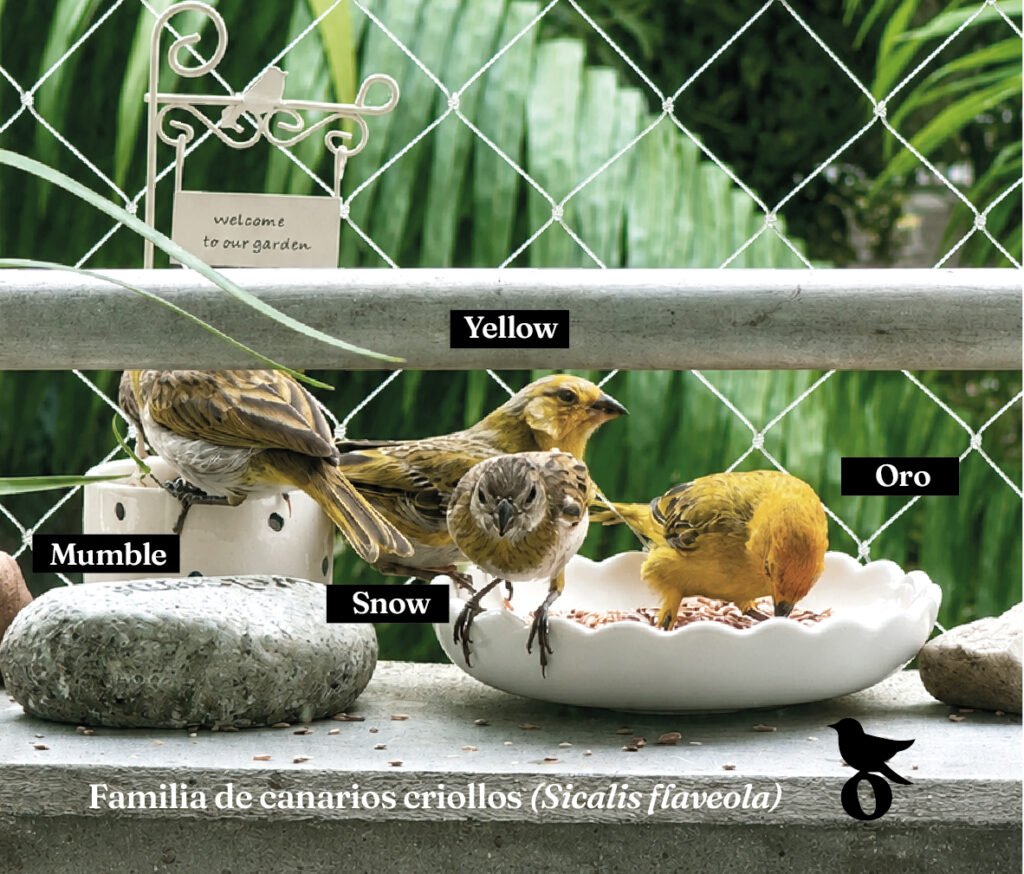 ARTICULO EL BALCON EMPLUMADO Catscabel 03