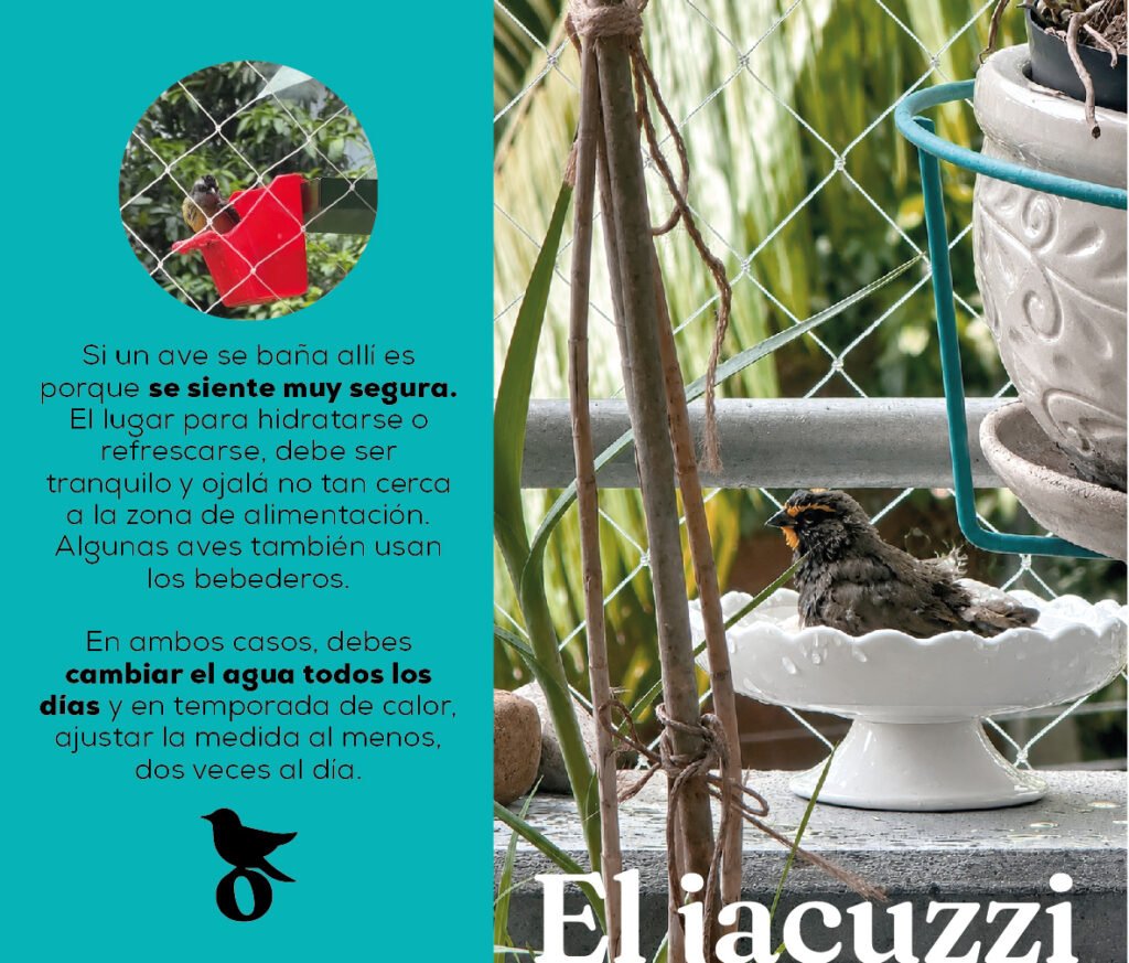 ARTICULO EL HIDRATACION AVES BALCON EMPLUMADO Catscabel