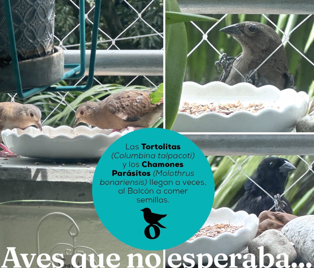 CHAMONES Y TORTOLAS ARTICULO EL BALCON EMPLUMADO Catscabel