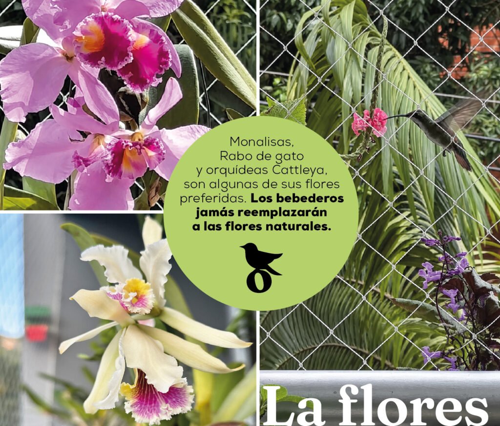 SEMBRAR FLORES EL BALCON EMPLUMADO Catscabel